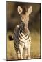 Burchell's Zebra Foal-Michele Westmorland-Mounted Photographic Print