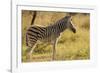 Burchell's Zebra Foal-Michele Westmorland-Framed Photographic Print