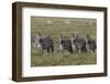 Burchell's Zebra herd with attention on nearby lion, Serengeti National Park, Tanzania, Africa-Adam Jones-Framed Photographic Print