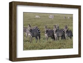 Burchell's Zebra herd with attention on nearby lion, Serengeti National Park, Tanzania, Africa-Adam Jones-Framed Photographic Print