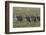 Burchell's Zebra herd with attention on nearby lion, Serengeti National Park, Tanzania, Africa-Adam Jones-Framed Photographic Print