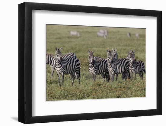 Burchell's Zebra herd with attention on nearby lion, Serengeti National Park, Tanzania, Africa-Adam Jones-Framed Photographic Print