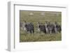 Burchell's Zebra herd with attention on nearby lion, Serengeti National Park, Tanzania, Africa-Adam Jones-Framed Photographic Print