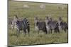 Burchell's Zebra herd with attention on nearby lion, Serengeti National Park, Tanzania, Africa-Adam Jones-Mounted Photographic Print