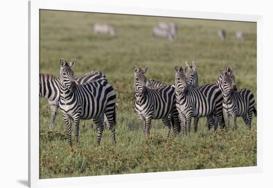 Burchell's Zebra herd with attention on nearby lion, Serengeti National Park, Tanzania, Africa-Adam Jones-Framed Photographic Print