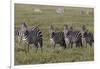 Burchell's Zebra herd with attention on nearby lion, Serengeti National Park, Tanzania, Africa-Adam Jones-Framed Photographic Print