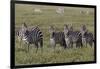 Burchell's Zebra herd with attention on nearby lion, Serengeti National Park, Tanzania, Africa-Adam Jones-Framed Photographic Print