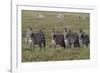 Burchell's Zebra herd with attention on nearby lion, Serengeti National Park, Tanzania, Africa-Adam Jones-Framed Photographic Print