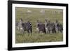 Burchell's Zebra herd with attention on nearby lion, Serengeti National Park, Tanzania, Africa-Adam Jones-Framed Photographic Print