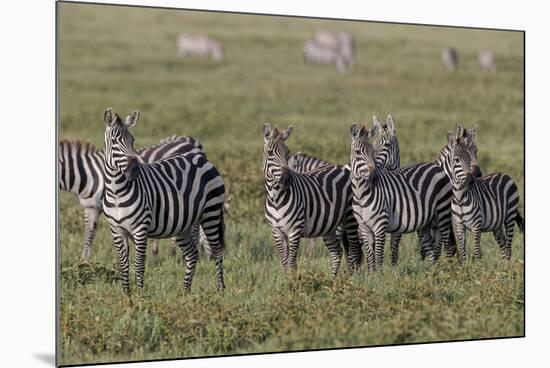 Burchell's Zebra herd with attention on nearby lion, Serengeti National Park, Tanzania, Africa-Adam Jones-Mounted Photographic Print