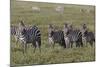 Burchell's Zebra herd with attention on nearby lion, Serengeti National Park, Tanzania, Africa-Adam Jones-Mounted Photographic Print