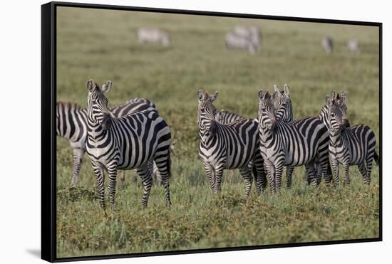 Burchell's Zebra herd with attention on nearby lion, Serengeti National Park, Tanzania, Africa-Adam Jones-Framed Stretched Canvas