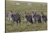 Burchell's Zebra herd with attention on nearby lion, Serengeti National Park, Tanzania, Africa-Adam Jones-Stretched Canvas