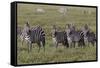 Burchell's Zebra herd with attention on nearby lion, Serengeti National Park, Tanzania, Africa-Adam Jones-Framed Stretched Canvas