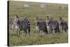 Burchell's Zebra herd with attention on nearby lion, Serengeti National Park, Tanzania, Africa-Adam Jones-Stretched Canvas