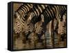 Burchell's Zebra, Mombo Area of Chief's Island, Okavango Delta, Botswana-Pete Oxford-Framed Stretched Canvas