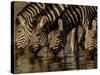 Burchell's Zebra, Mombo Area of Chief's Island, Okavango Delta, Botswana-Pete Oxford-Stretched Canvas