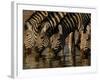 Burchell's Zebra, Mombo Area of Chief's Island, Okavango Delta, Botswana-Pete Oxford-Framed Photographic Print