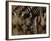 Burchell's Zebra, Mombo Area of Chief's Island, Okavango Delta, Botswana-Pete Oxford-Framed Photographic Print