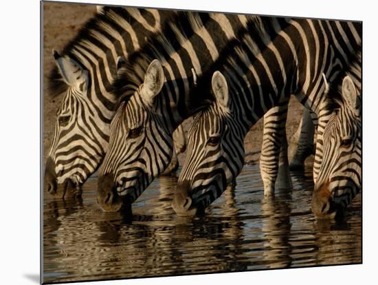 Burchell's Zebra, Mombo Area of Chief's Island, Okavango Delta, Botswana-Pete Oxford-Mounted Photographic Print