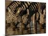 Burchell's Zebra, Mombo Area of Chief's Island, Okavango Delta, Botswana-Pete Oxford-Mounted Photographic Print