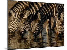 Burchell's Zebra, Mombo Area of Chief's Island, Okavango Delta, Botswana-Pete Oxford-Mounted Photographic Print