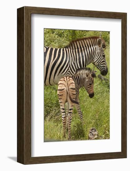 Burchell's zebra mother and foal (Equus quagga burchellii), Kruger National Park, South Africa-David Wall-Framed Photographic Print