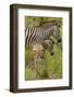 Burchell's zebra mother and foal (Equus quagga burchellii), Kruger National Park, South Africa-David Wall-Framed Photographic Print