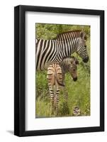 Burchell's zebra mother and foal (Equus quagga burchellii), Kruger National Park, South Africa-David Wall-Framed Photographic Print