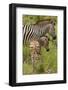 Burchell's zebra mother and foal (Equus quagga burchellii), Kruger National Park, South Africa-David Wall-Framed Photographic Print