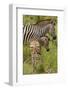 Burchell's zebra mother and foal (Equus quagga burchellii), Kruger National Park, South Africa-David Wall-Framed Photographic Print