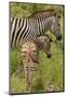 Burchell's zebra mother and foal (Equus quagga burchellii), Kruger National Park, South Africa-David Wall-Mounted Photographic Print