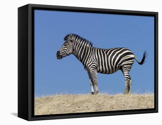 Burchell's Zebra, Okavango Delta, Botswana-Nigel Pavitt-Framed Stretched Canvas