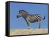Burchell's Zebra, Okavango Delta, Botswana-Nigel Pavitt-Framed Stretched Canvas