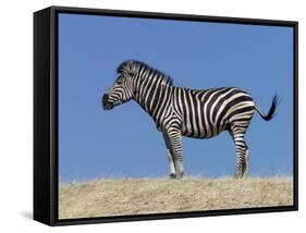 Burchell's Zebra, Okavango Delta, Botswana-Nigel Pavitt-Framed Stretched Canvas