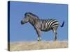 Burchell's Zebra, Okavango Delta, Botswana-Nigel Pavitt-Stretched Canvas