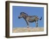 Burchell's Zebra, Okavango Delta, Botswana-Nigel Pavitt-Framed Photographic Print