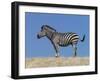 Burchell's Zebra, Okavango Delta, Botswana-Nigel Pavitt-Framed Photographic Print