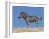 Burchell's Zebra, Okavango Delta, Botswana-Nigel Pavitt-Framed Photographic Print