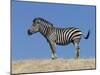 Burchell's Zebra, Okavango Delta, Botswana-Nigel Pavitt-Mounted Photographic Print