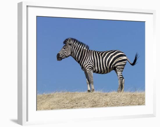 Burchell's Zebra, Okavango Delta, Botswana-Nigel Pavitt-Framed Photographic Print