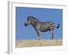 Burchell's Zebra, Okavango Delta, Botswana-Nigel Pavitt-Framed Photographic Print
