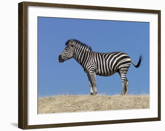 Burchell's Zebra, Okavango Delta, Botswana-Nigel Pavitt-Framed Photographic Print