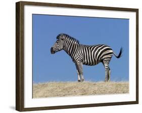 Burchell's Zebra, Okavango Delta, Botswana-Nigel Pavitt-Framed Photographic Print