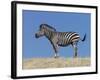 Burchell's Zebra, Okavango Delta, Botswana-Nigel Pavitt-Framed Photographic Print