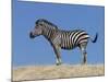 Burchell's Zebra, Okavango Delta, Botswana-Nigel Pavitt-Mounted Photographic Print