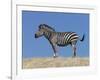 Burchell's Zebra, Okavango Delta, Botswana-Nigel Pavitt-Framed Photographic Print