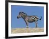 Burchell's Zebra, Okavango Delta, Botswana-Nigel Pavitt-Framed Photographic Print