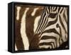 Burchell's Zebra pattern of stripes, Ngorongoro Crater, Tanzania-Adam Jones-Framed Stretched Canvas