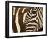 Burchell's Zebra pattern of stripes, Ngorongoro Crater, Tanzania-Adam Jones-Framed Photographic Print